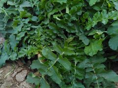 -杨柳青园艺科技博览园