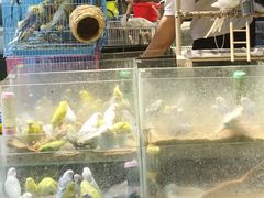 -青石桥花鸟鱼虫市场(叠翠城店)