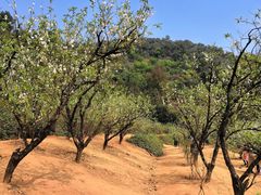 -南国桃园旅游度假区