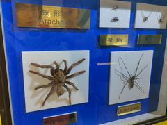 -上海昆虫博物馆