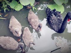 -长兴太湖图影湿地文化园