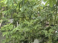 -广富林郊野公园