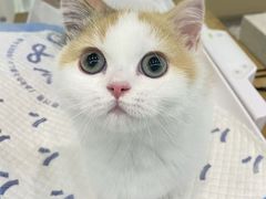 -momokira米努特·德文卷毛猫·棉花面纱犬