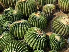 -深圳仙湖植物园