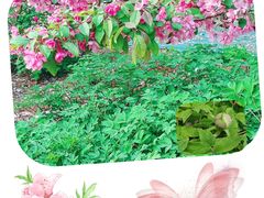 -海棠花溪(元大都城垣遗址公园)