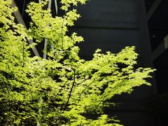 松子大桂鱼-梅花境(万科店)