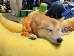 -逗柴咖啡屋·狗咖猫咖宠物桌游