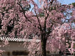 -醍醐寺