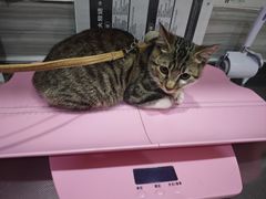 -瑞派名望志远动物医院·猫科·內科·异宠专科(直港大道店)