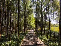 -桤木河湿地公园