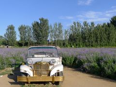 -北京东方普罗旺斯薰衣草庄园