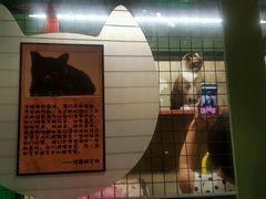 -猫咪博物馆(顶澳仔猫街店)