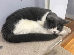 -喵的天空名猫咖啡馆·撸猫·猫舍·用品