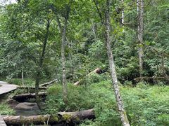 -五营红松林海景区