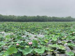 -荷塘月色湿地公园·向阳花洲