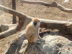 -济南野生动物世界