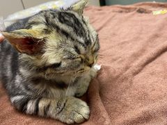 -安安宠医宠物医院·异宠·犬猫内科(岳阳分院)