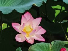-荔湾湖公园