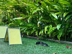 -大象粑粑造纸公园