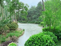 -合肥滨湖国家森林公园