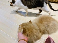 -momokira米努特·德文卷毛猫·棉花面纱犬