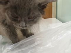-宠福鑫动物医院·动物疾病诊疗中心(天通苑店)