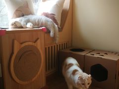 -猫和宫(六道口店)