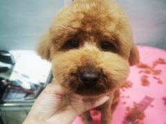 -宠福鑫康馨动物医院·骨科·眼科