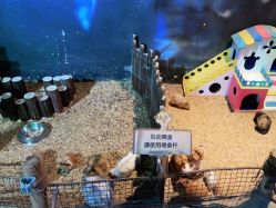 -酷嗒动物文化乐园(cutezoo西溪乐天城店)