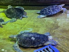 -威海华夏城景区