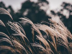 -上海吴淞炮台湾国家湿地公园