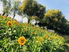 -艾溪湖湿地公园