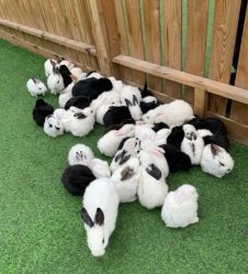 -萌宠亲子动物乐园(槐房万达店)