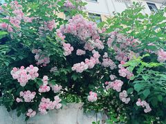 -龙大花卉苗木市场