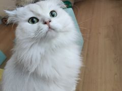 -猫在这儿猫咪咖啡馆·撸猫馆