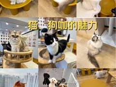 -有喵·猫咖·狗咖·30几只猫10只小狗(岗厦店)