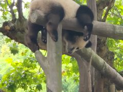 -都江堰中华大熊猫苑