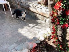 -喵屿·大理花园猫咖