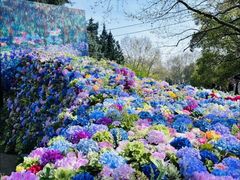 -上海共青森林公园