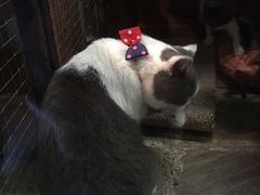 -猫咪博物馆(顶澳仔猫街店)