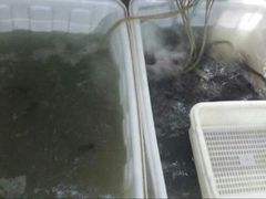 android_upload_pic-金海椒罐罐鲢鱼(东方桂苑店)