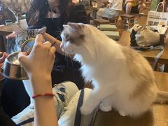 -猫猫幼稚园·撸猫·桌游·电玩
