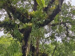 -中国科学院西双版纳热带植物园