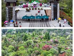 -贵州百里杜鹃风景名胜区