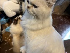 -猫猫幼稚园·撸猫·桌游·电玩
