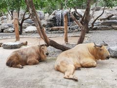 -北京野生动物园