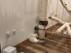 -袖虎·猫馆(体育西路店)