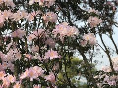-梧桐山风景名胜区