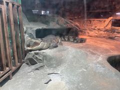 -上海大自然野生昆虫馆(东方明珠·爬宠昆虫探索中心)