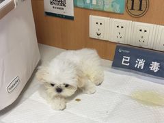 -联合动物医院(光谷诊疗中心)